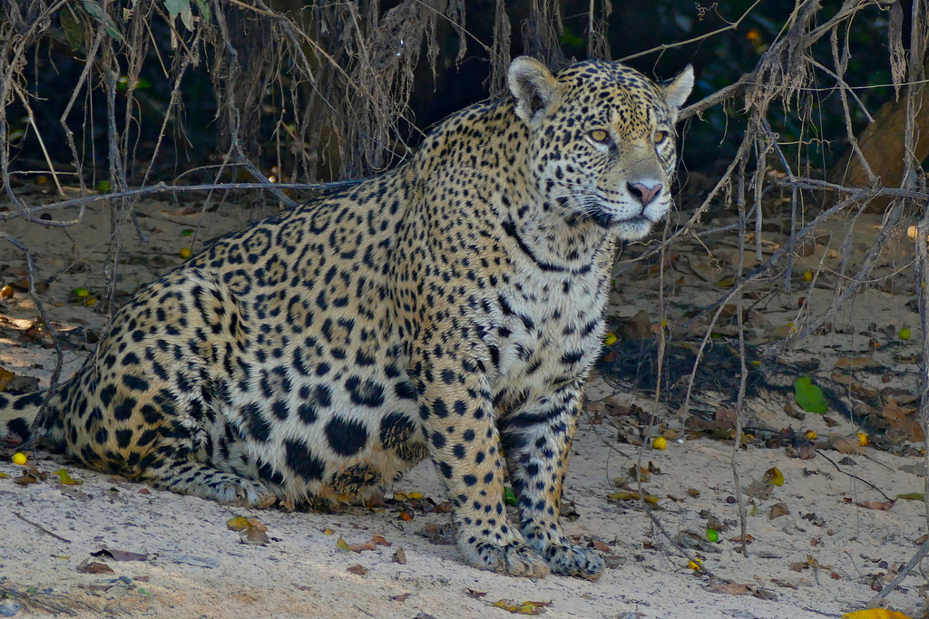 Jaguar